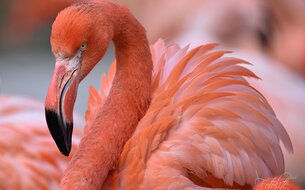 Michal Zíka – Dvůr Králové nad Labem – Za den fotografem - intenzivní kurz pro začátečníky v ZOO Dvůr Králové Michal Zíka – Dvůr Králové nad Labem – Za den fotografem - intenzivní kurz pro začátečníky v ZOO Dvůr Králové